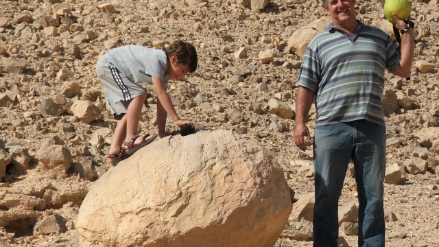 שדה בולבוסים בנחל יעלון